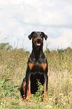 DOBERMANN 703